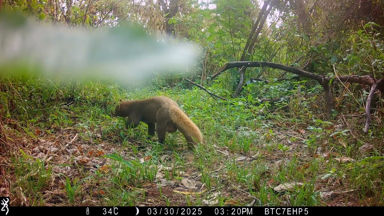 Rare Sounds of Jaguarundis: Cubs Communicating in the Wild