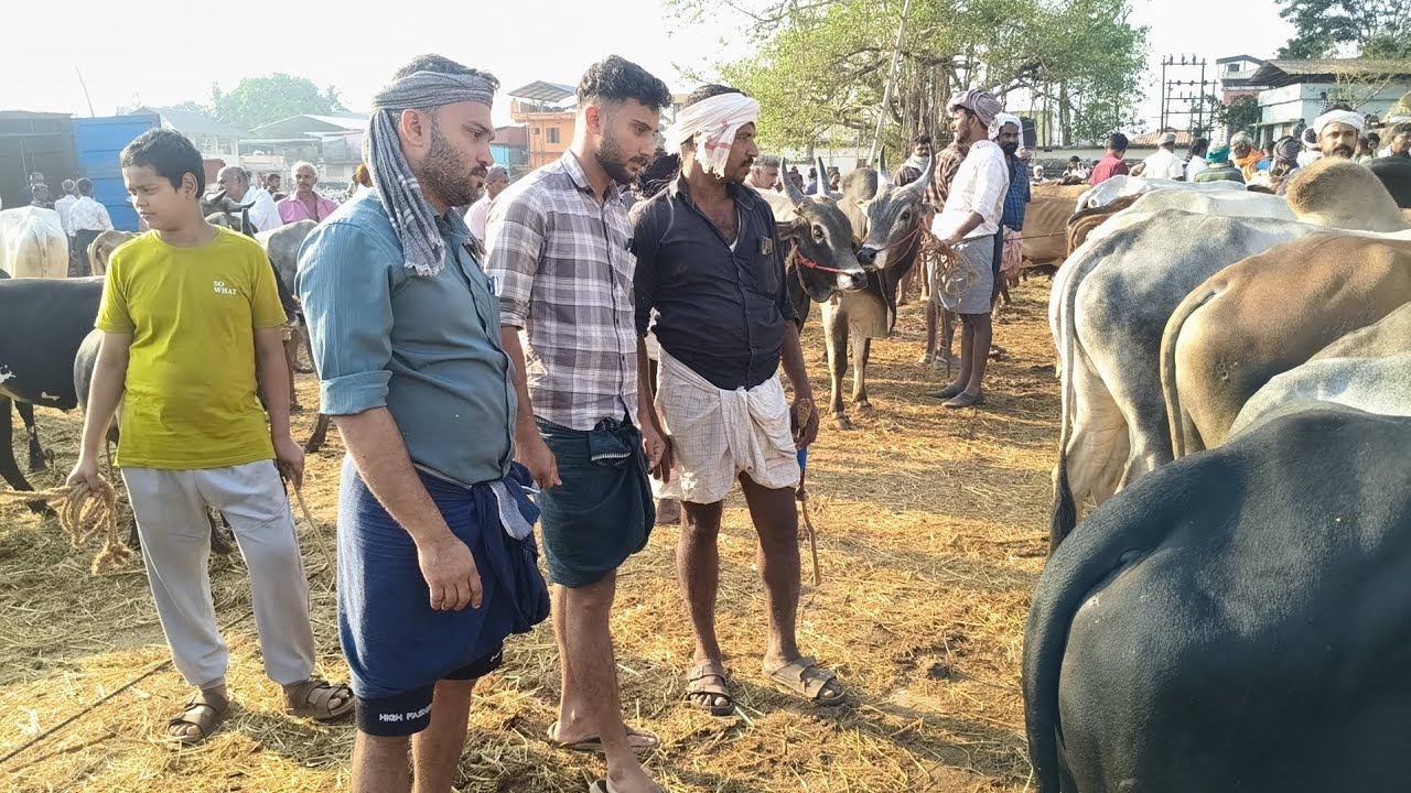 വാണിയംകുളം റാഫിയുടെ മൂരികൾ തമിഴ്നാടൻ കന്നുകാലിക വിൽക്കുന്ന ഭാഗത്ത് ആവശ്യക്കാർ വന്ന് ചോദിക്കുന്നുണ്ട്