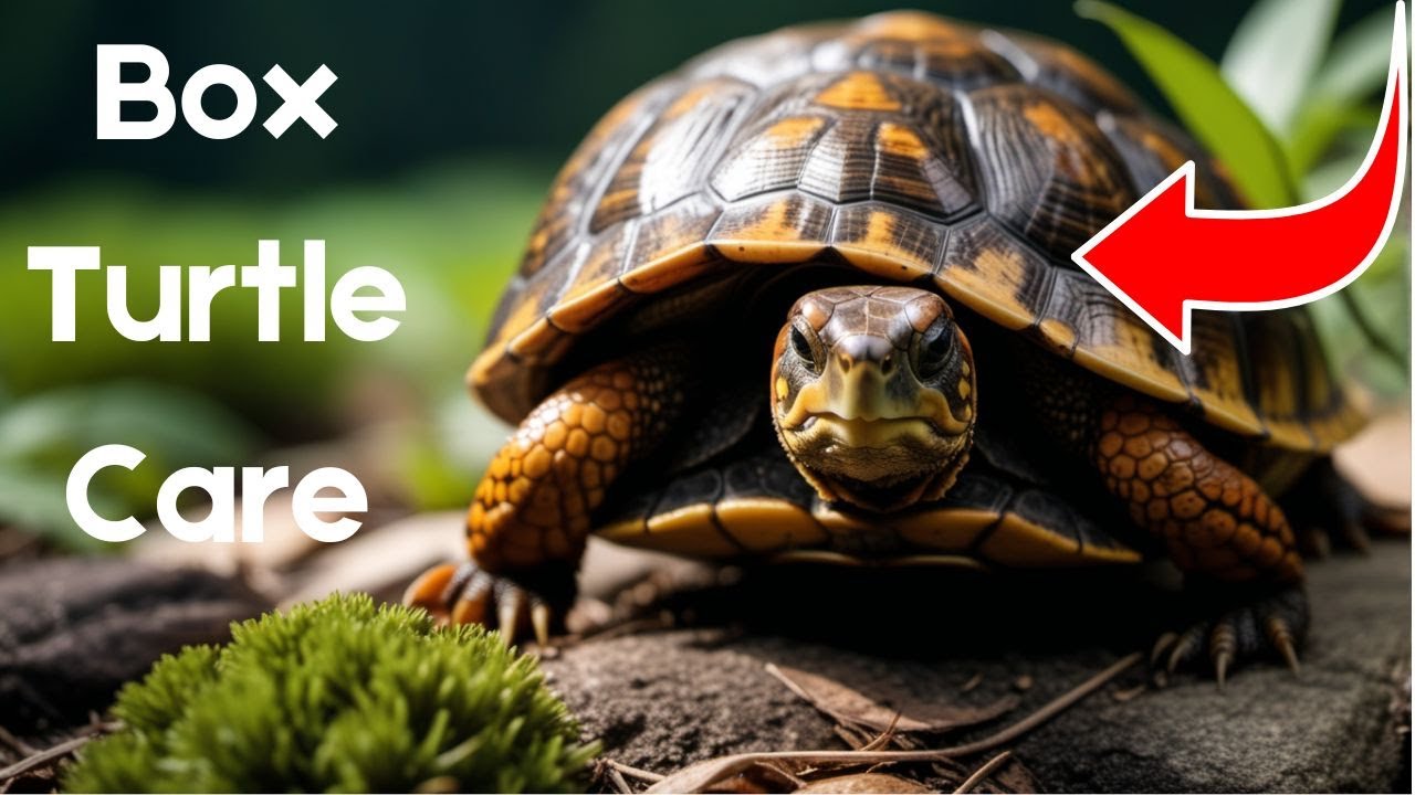 Turtle TLC  A Box Turtle Care Guide!