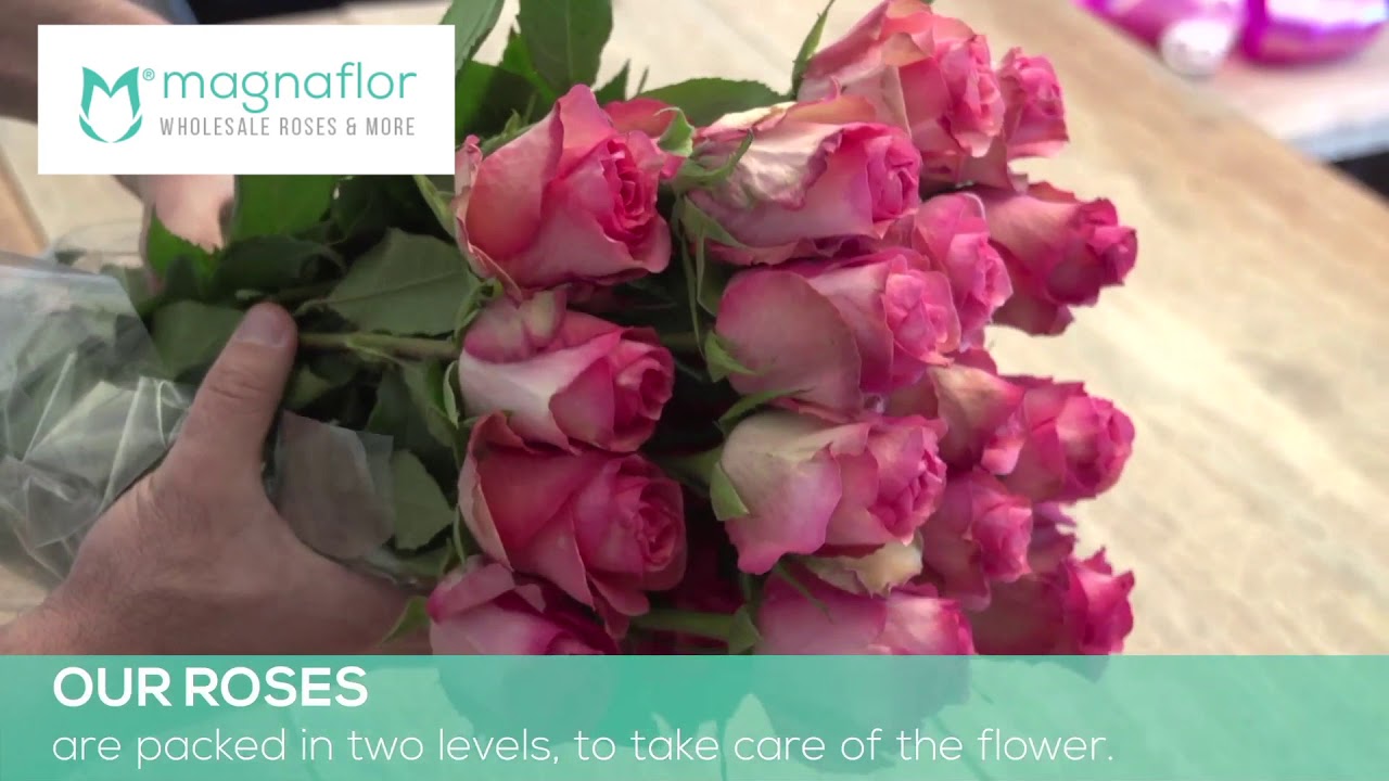How to take care of bulk roses?