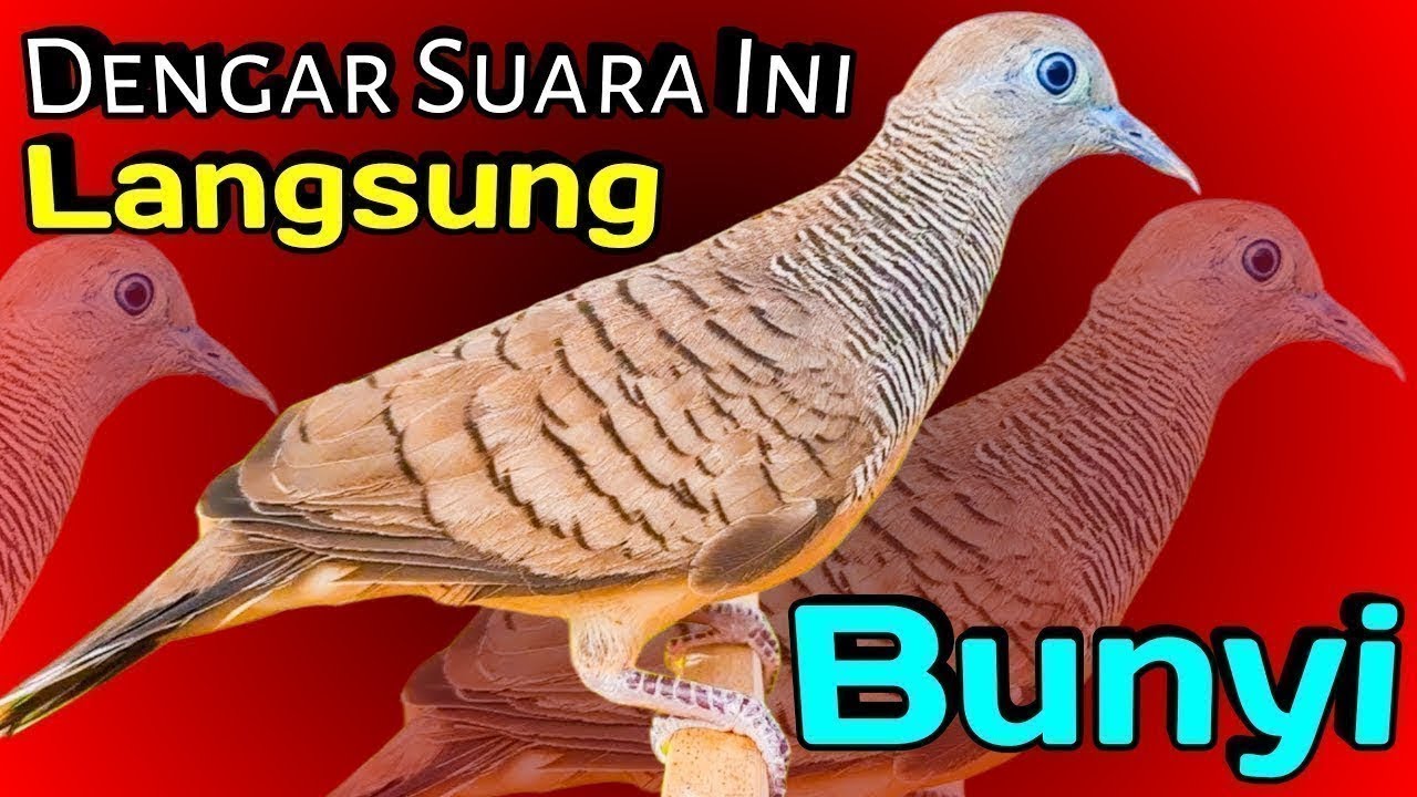 PERKUTUT LOKAL GACOR suara kecil - CEPAT RESPON (LANGSUNG AKTIF) 💯%TOPCER DIJAMIN PASTI NYAUT
