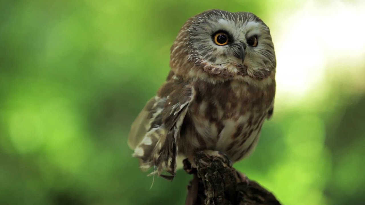 Meet Audubon North Carolina