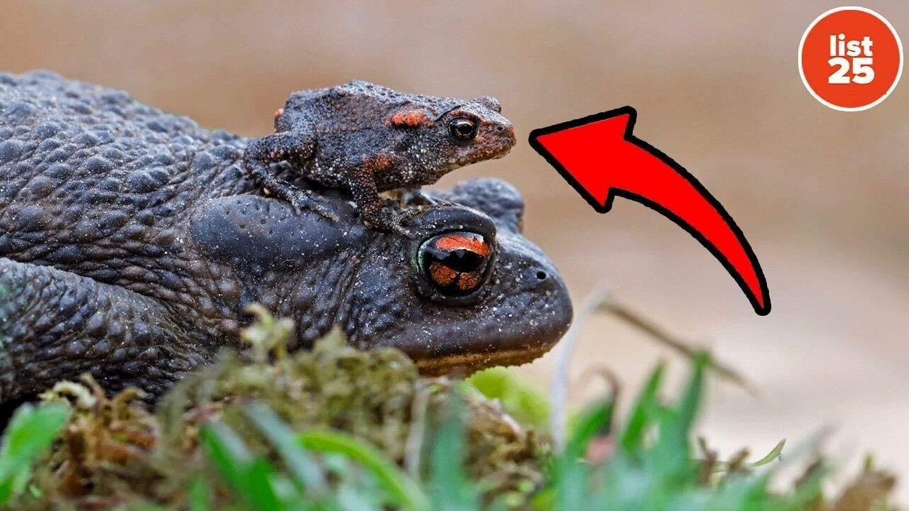 25 Facts About Evolution That Will Change How You See Life