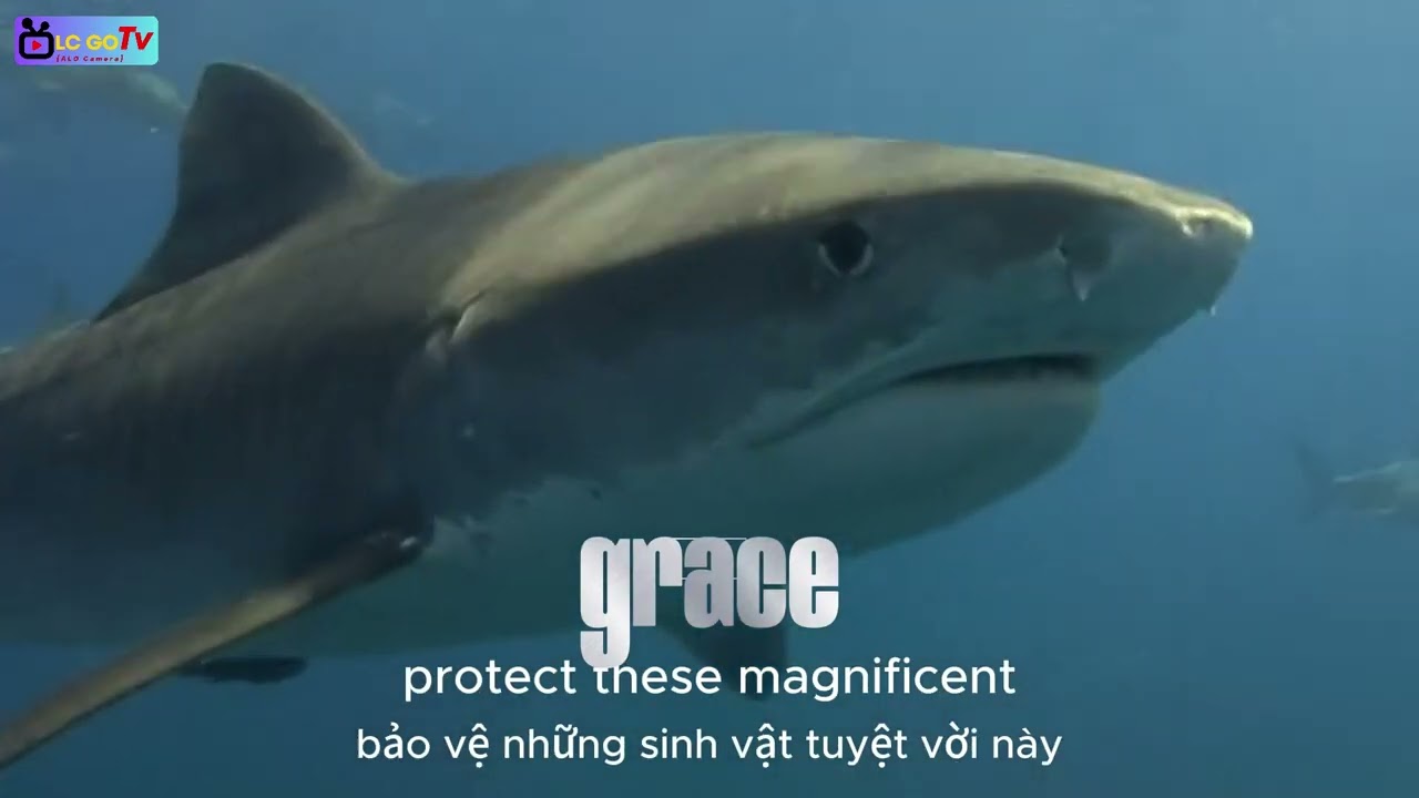 CÁ MẬP ĐẠI DƯƠNG (OCEAN SHARK) Cá Mập Đại Dương – Những Loài Cá Mập Khổng Lồ Bí Ẩn Dưới Lòng Biển 🌊🦈