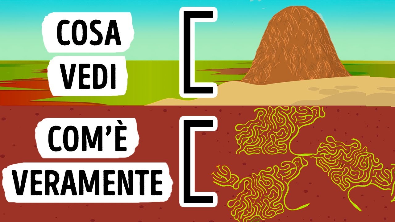 Cosa Vedresti se Potessi Entrare in un Formicaio