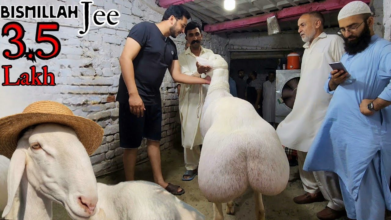 Bagh Sardaran Mandi 2023 - Bagh Sardaran Rawalpinid - 🐑 Dumba Khareed Liya 😍 Bakra Mandi 2023 - JNTV