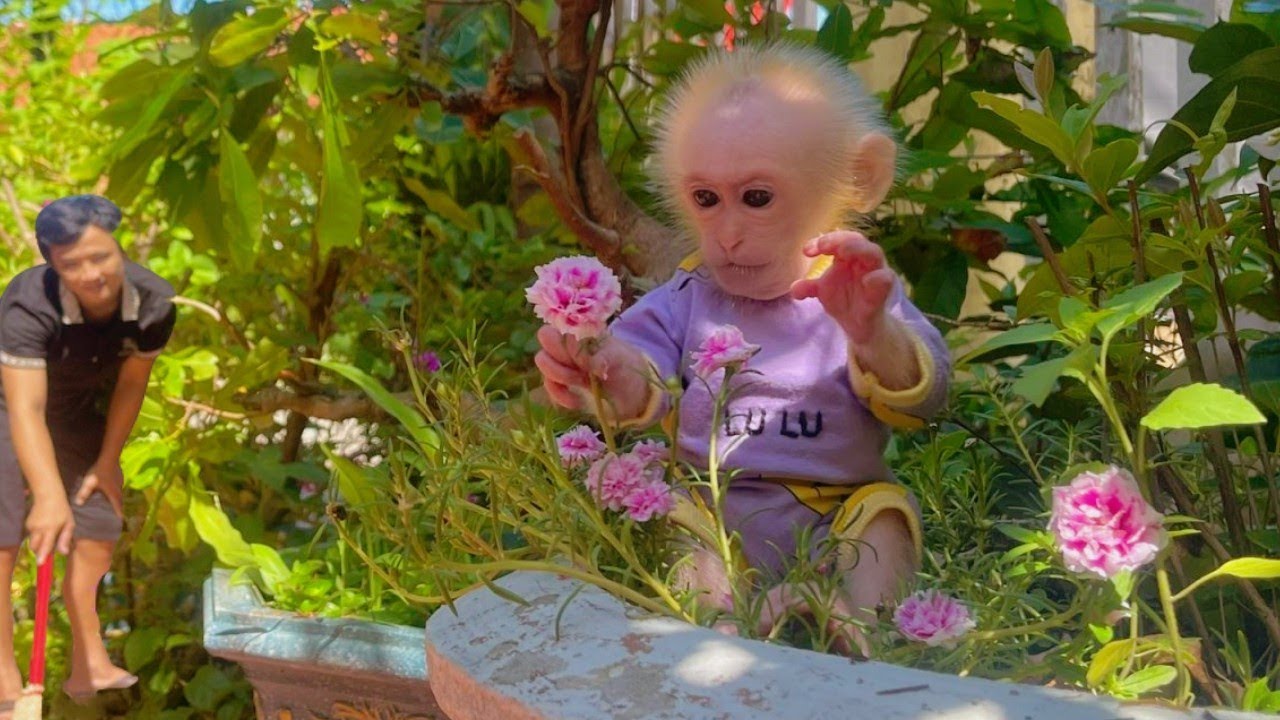 Baby monkey Lulu happily explores the garden while Dad is busy