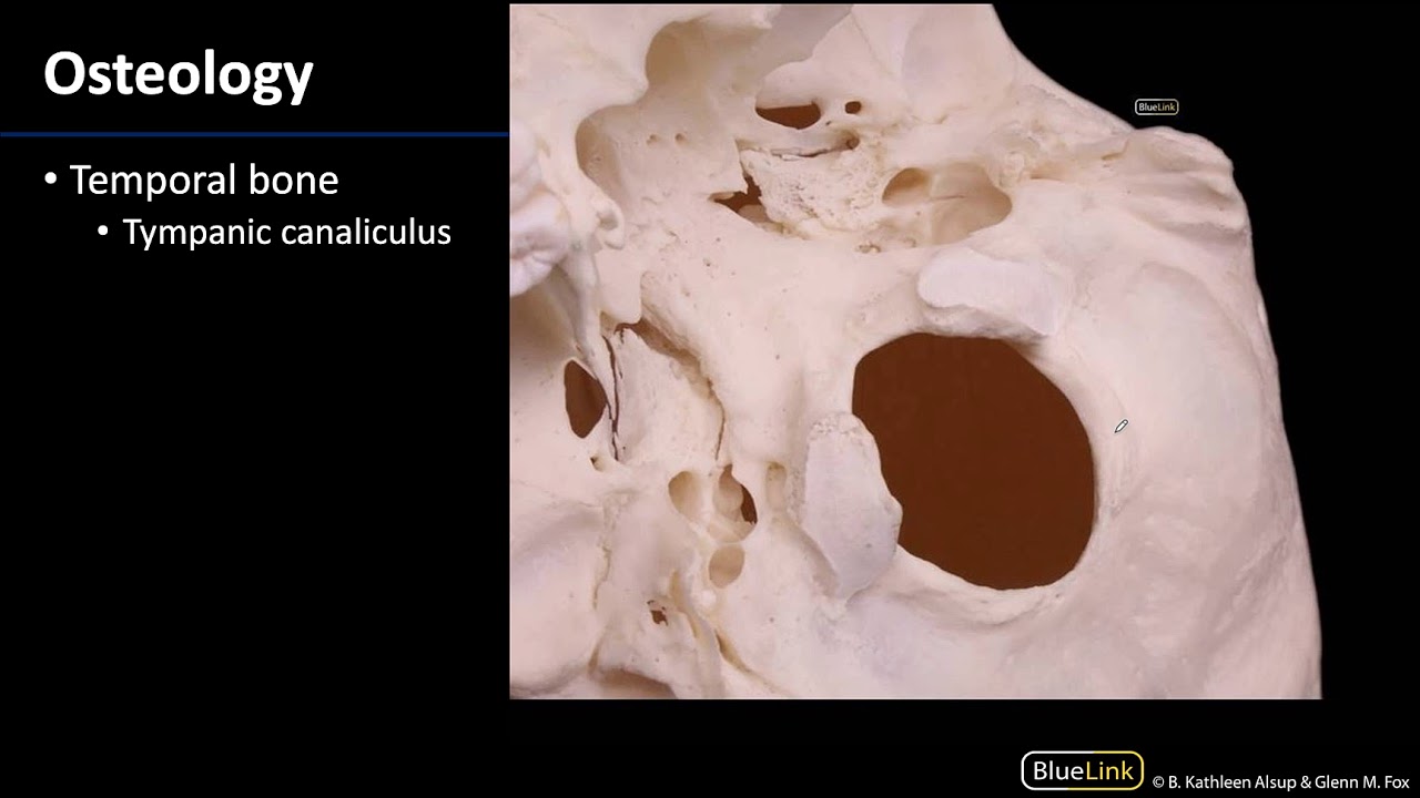 Parotid and Submandibular Triangle - Osteology