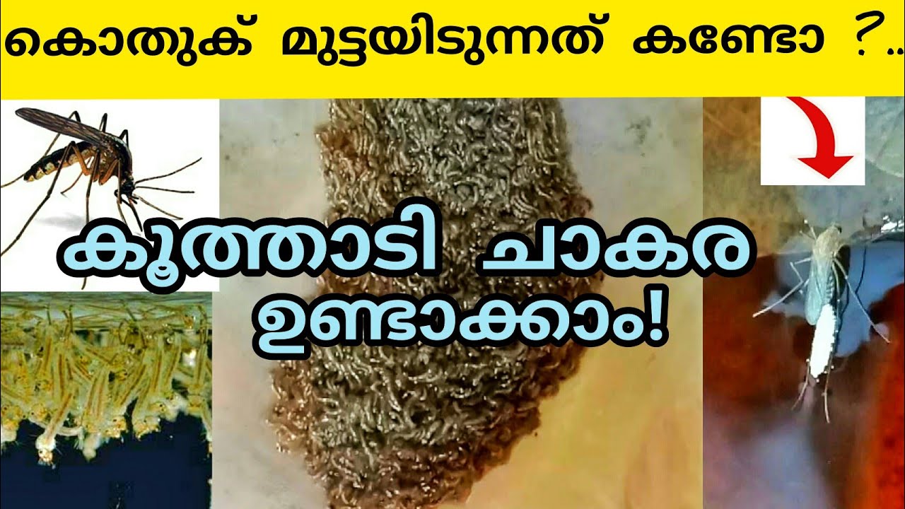 mosquito larvae culture malayalam/mosquito culture correct method/mosquito larvea/live food for fish