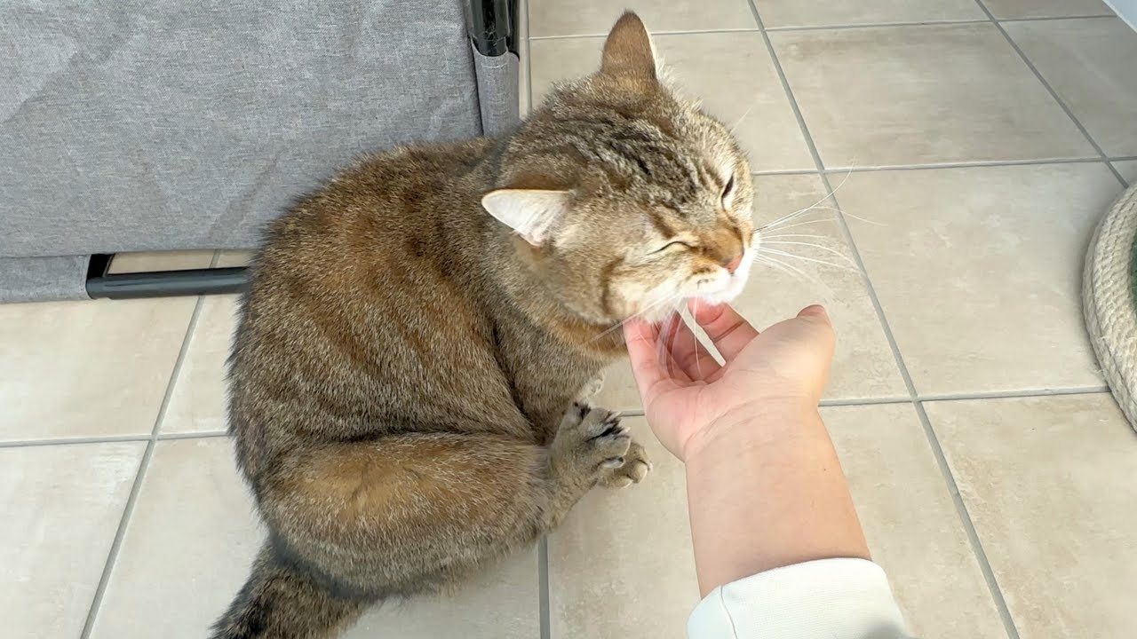 猫をモフりまくったら釣られて足が出てきた&hellip;笑