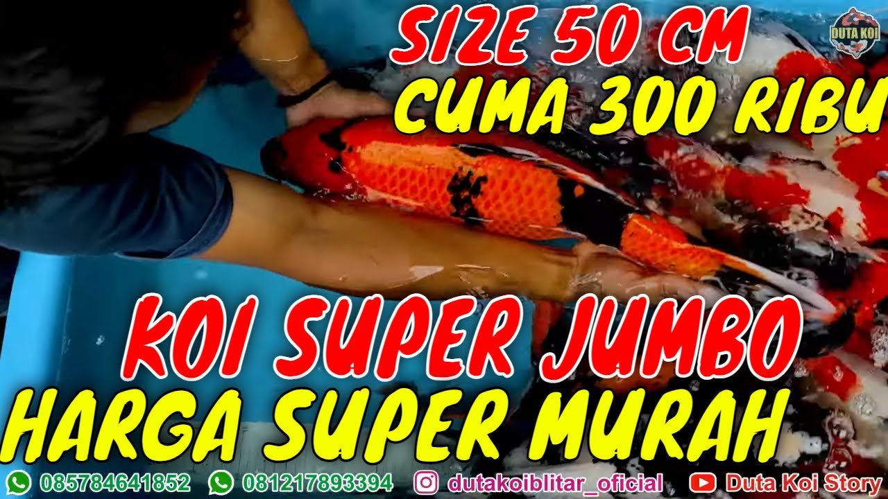 UPDATE HARGA KOI JUMBO SIZE 50 CM CUMA 300 RB HARGA GROSIR || DUTA KOI BLITAR
