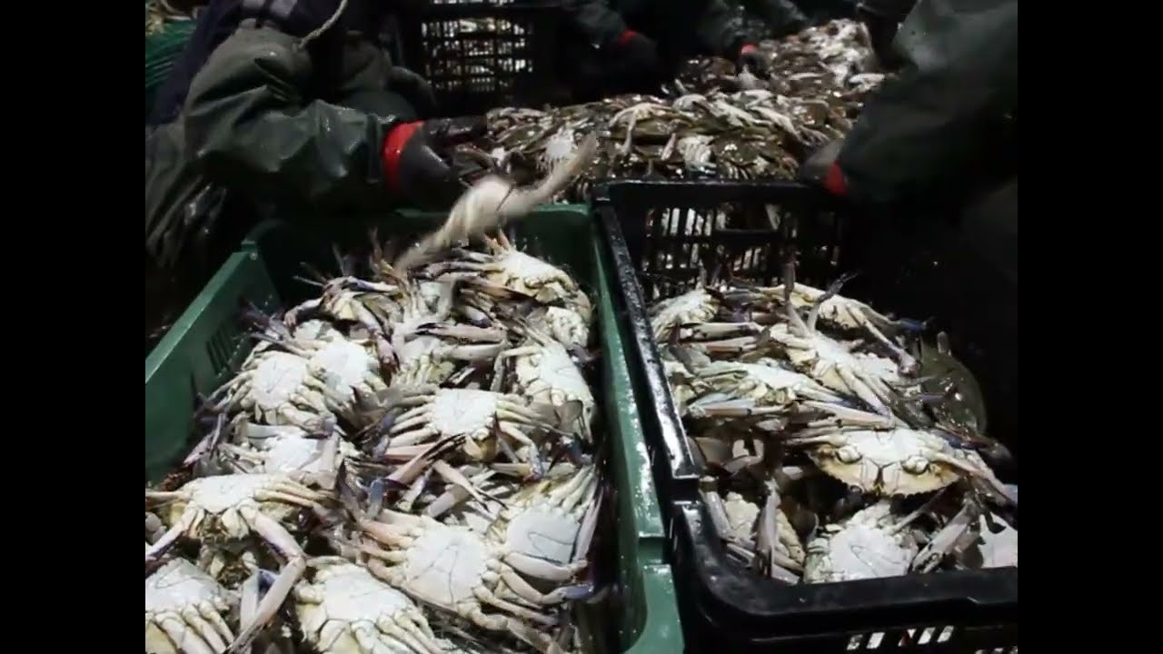 바다의 꽃, 게 섰거라｜류재형 작가의 '연평도 꽃게잡이'