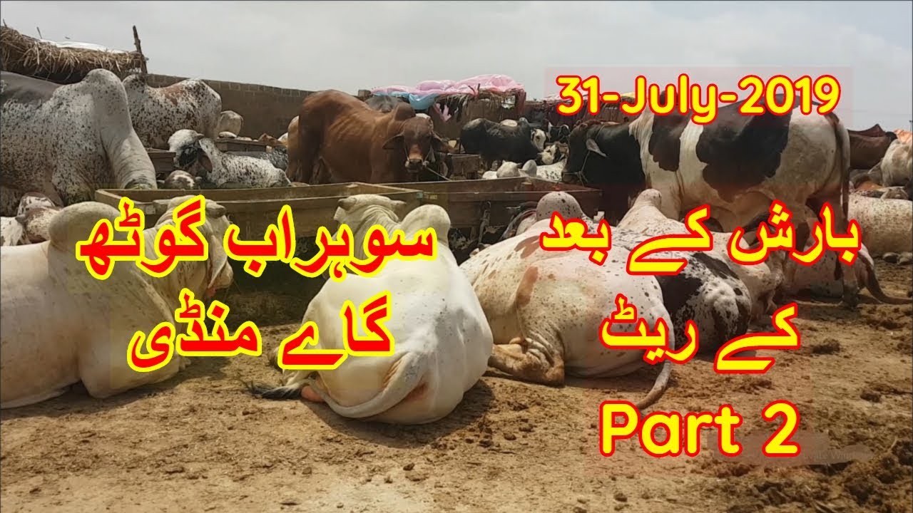 Cattle Prices After Rain - Sohrab Goth Cow Mandi Update 31 July 2019 Part 2
