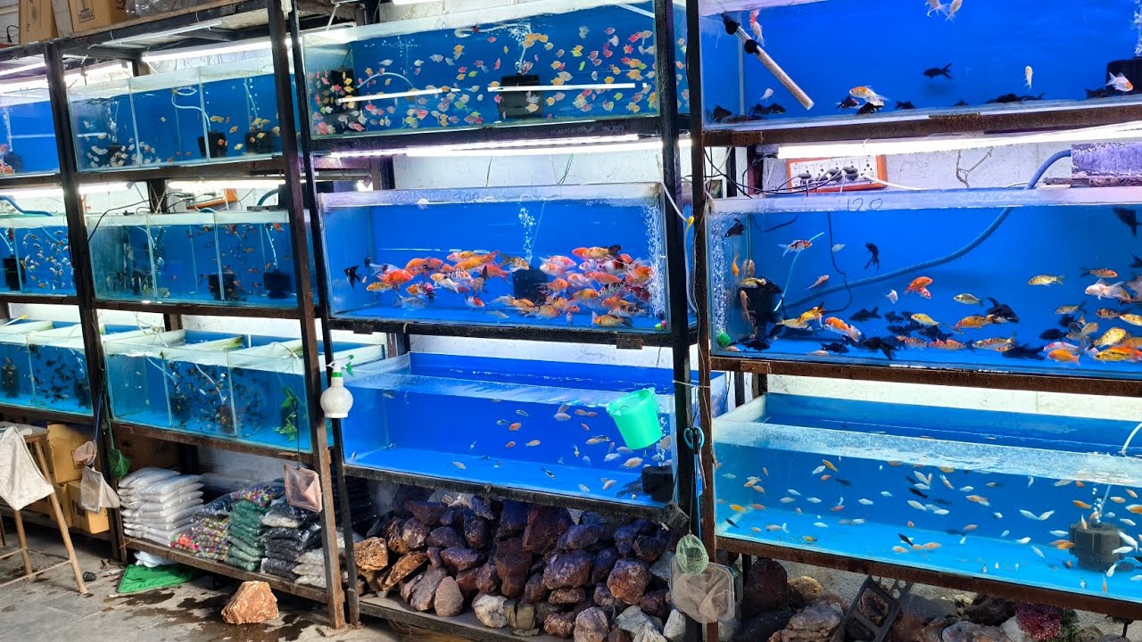 Aquarium fish shop Hyderabad Falaknuma AL NOOR AQUARIUM hyd