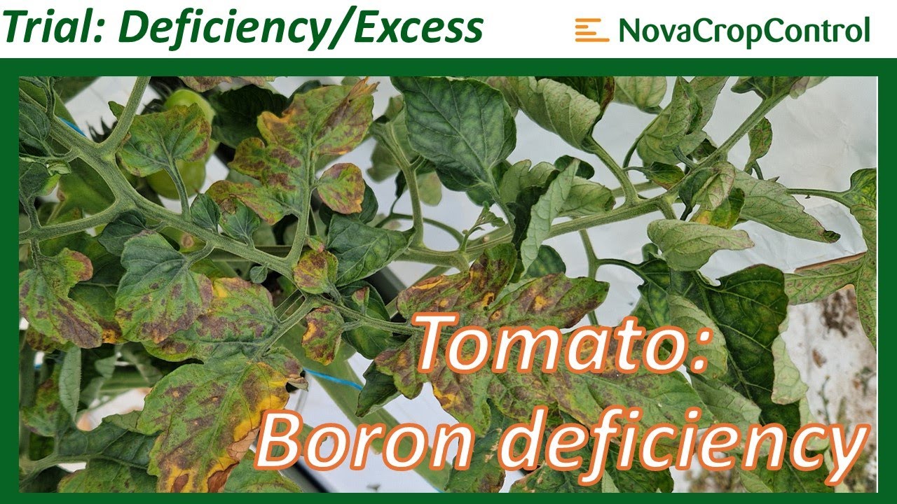 Deficiency/Excess trial in tomato: Boron deficiency