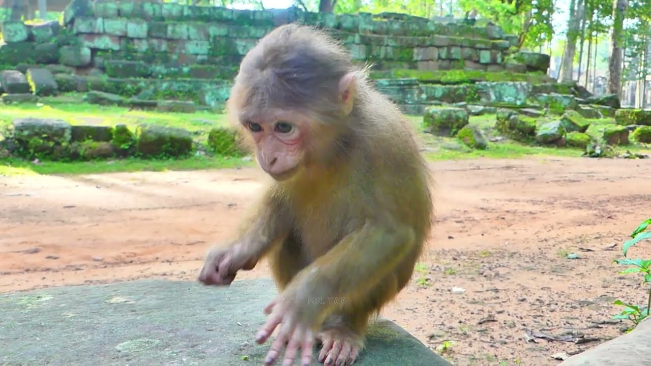 Abandoned monkey Baila​ smart​ . She has a story to tell, and she tries to speak with the cameraman💕