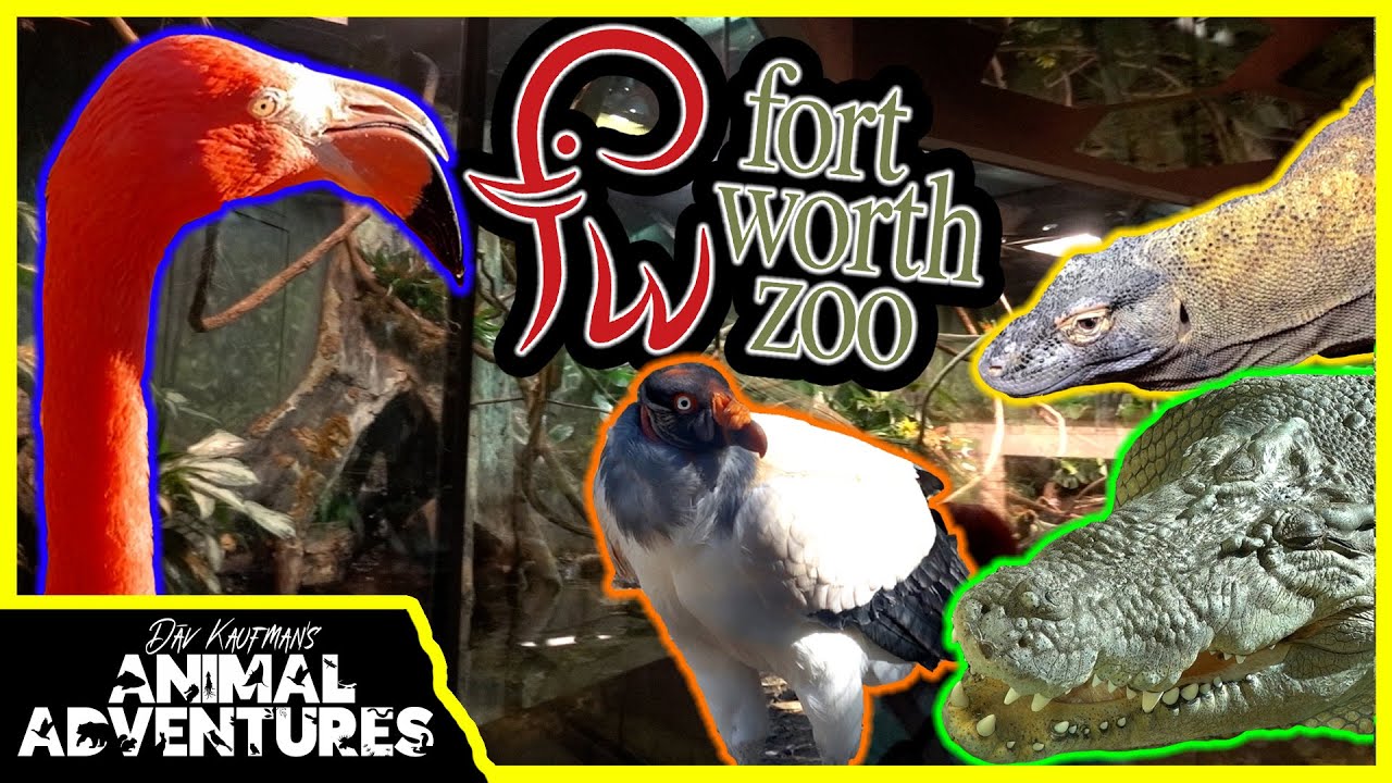 FORT WORTH ZOO TOUR! Reptile House and Raptor Canyon