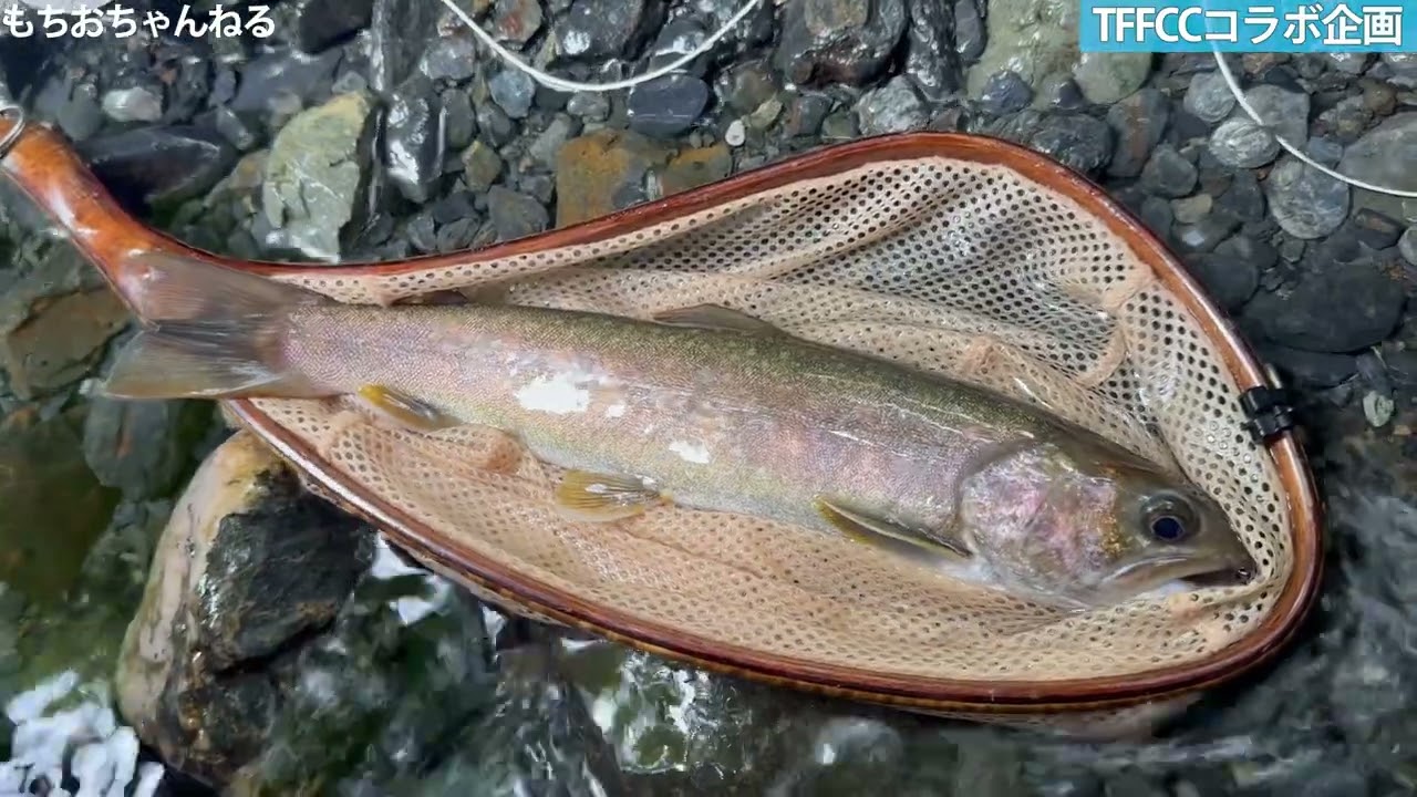 TFFCCコラボ企画！南アルプスの渓流でニンフィング＆ドライフライで渓魚を狙う！