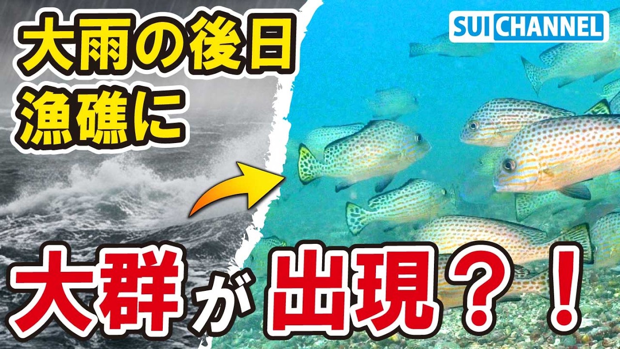 大雨の後に自作の漁礁を見に行ったら&hellip;魚の大群に占拠されていた！