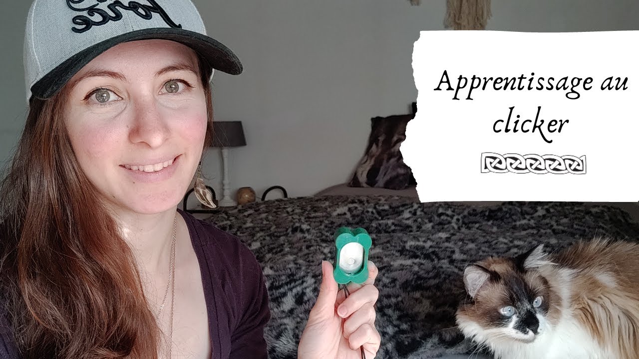 Comment peut-on entraîner son chat au clicker ?