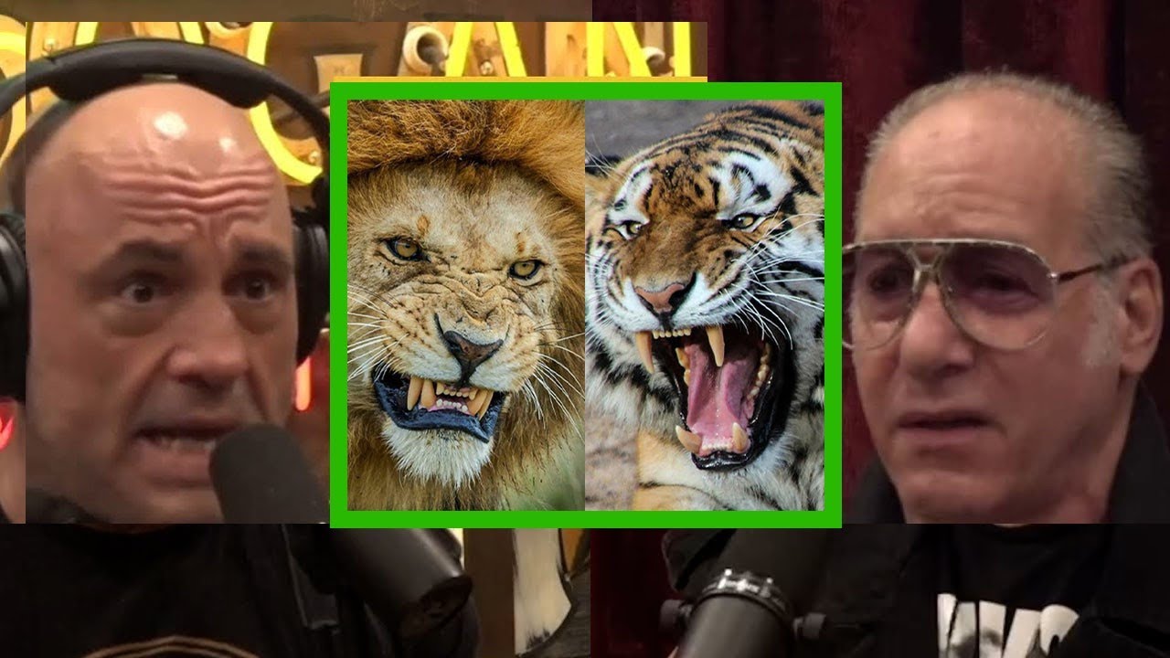Joe Rogan: Lions VS Tigers - Who is the real king? - Andrew Dice Clay | JRE #1989
