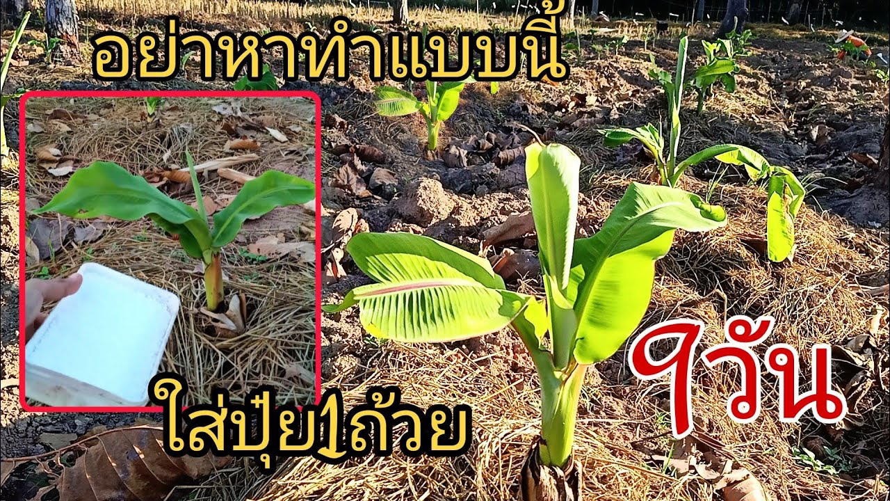 อย่าทำสิ่งนี้ กับกล้วยหอมพึ่งปลูกใหม่ ไม่งั้นตายทั้งแปลง...
