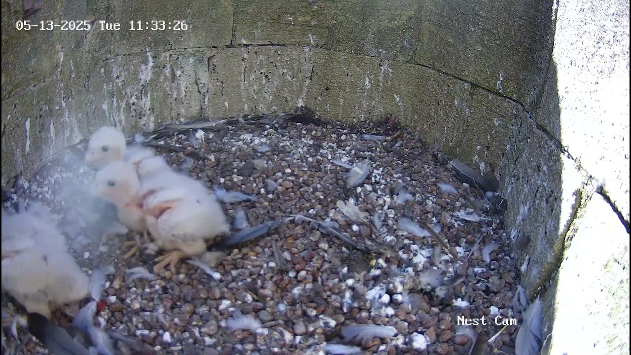 2025 05 13 Falcon Encourages chicks to come to her