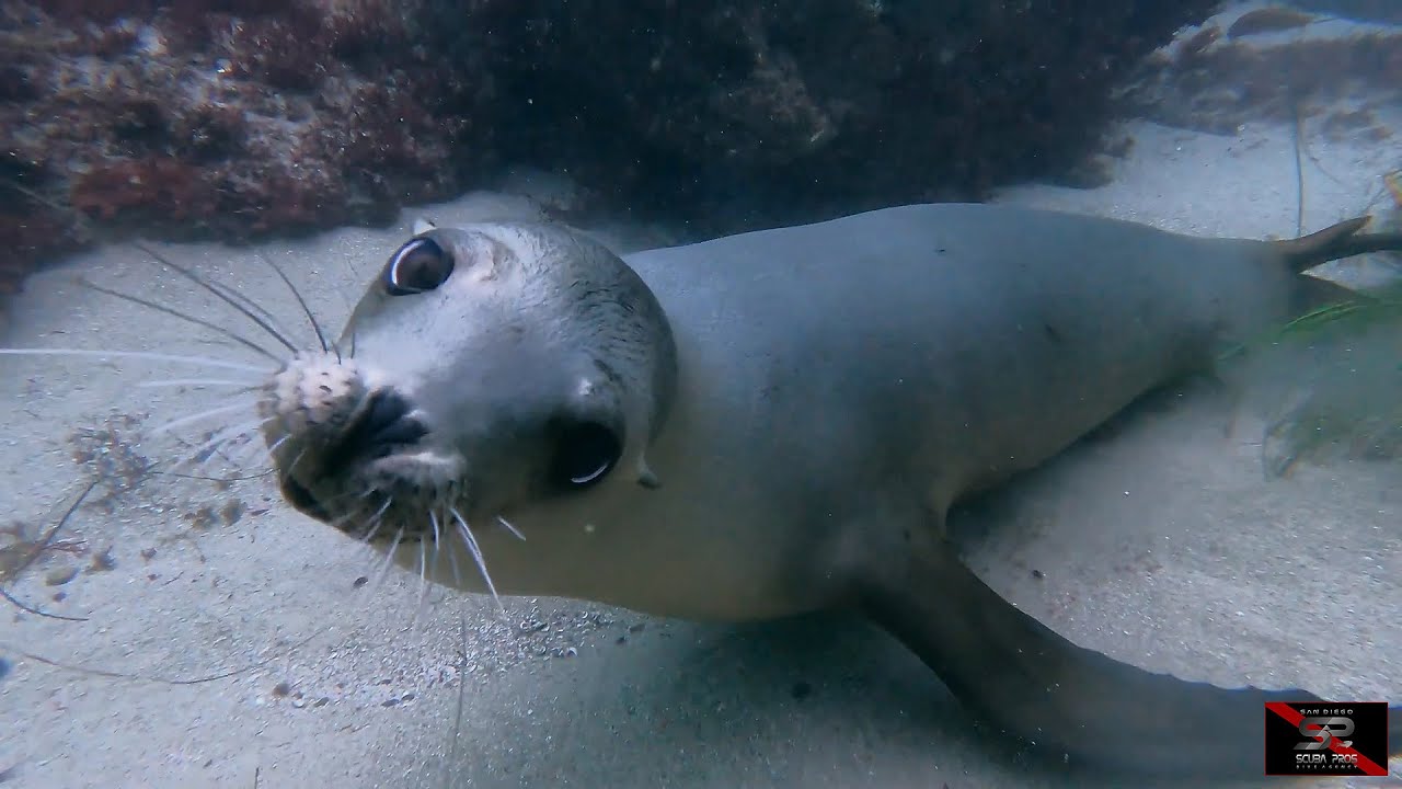 San Diego Scuba Pros - Come Dive With Us At La Jolla Cove, San Diego