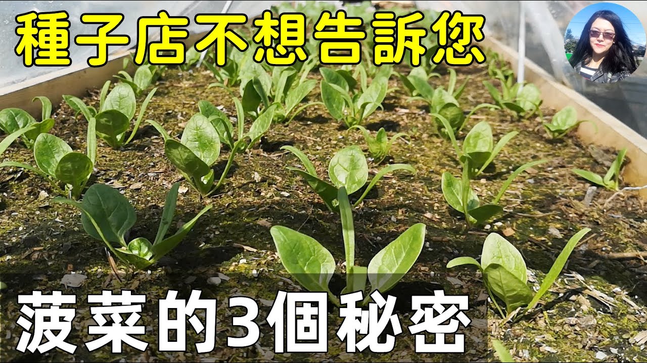 Secrets of spinach 菠菜不斷採收幾個月! 3個很少有人知道的秘密, 2米高的菠菜