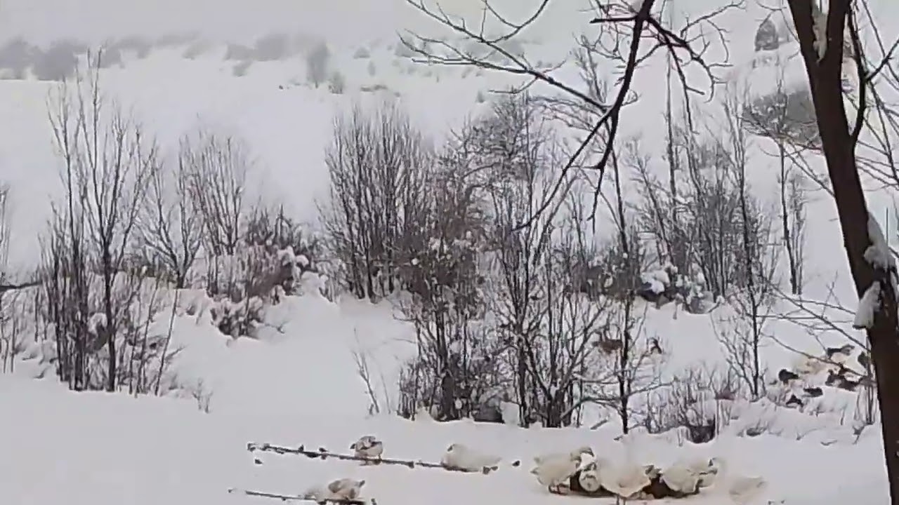 Гуси и моя собака Паша 