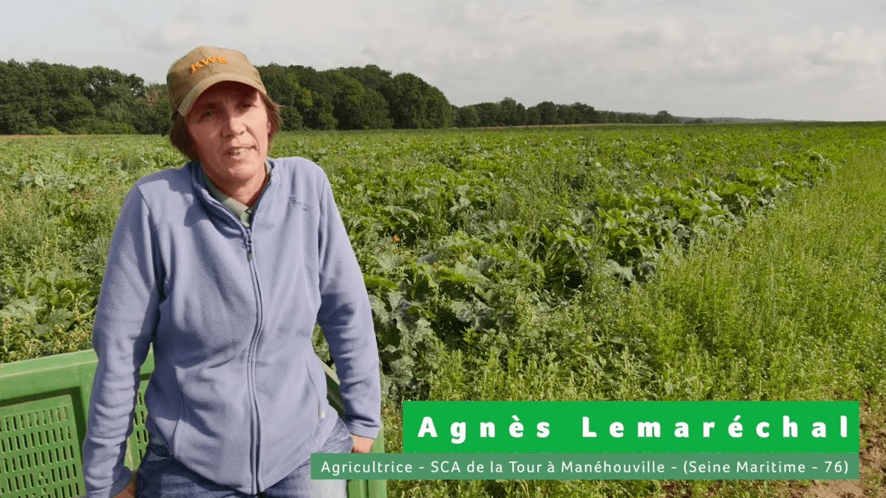 La culture de la courgette