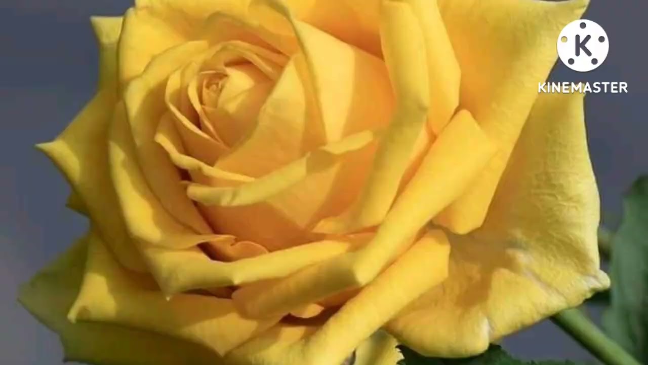 Pomba gira rosa Amarela