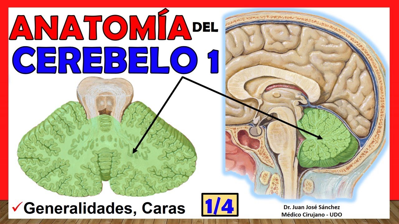 🥇 Anatomía del CEREBELO 1/4. (Generalidades, Caras) ¡Explicación Sencilla!