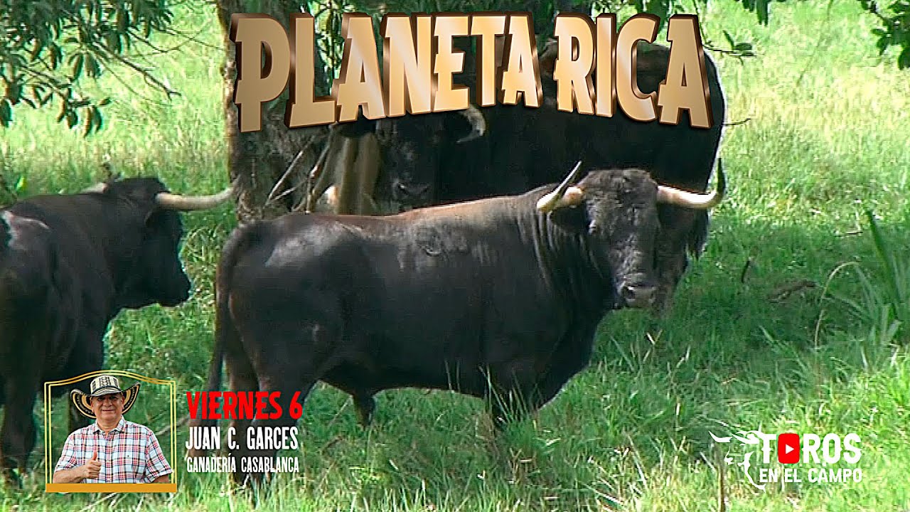 PLANETA RICA 2026 Toros de Juan Carlos Garces e Hijos