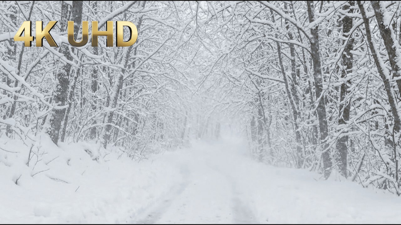 SNOWSTORM in the Winter Forest | 10 HOURS 4K ASMR | Blizzard for Sleep & Relaxation