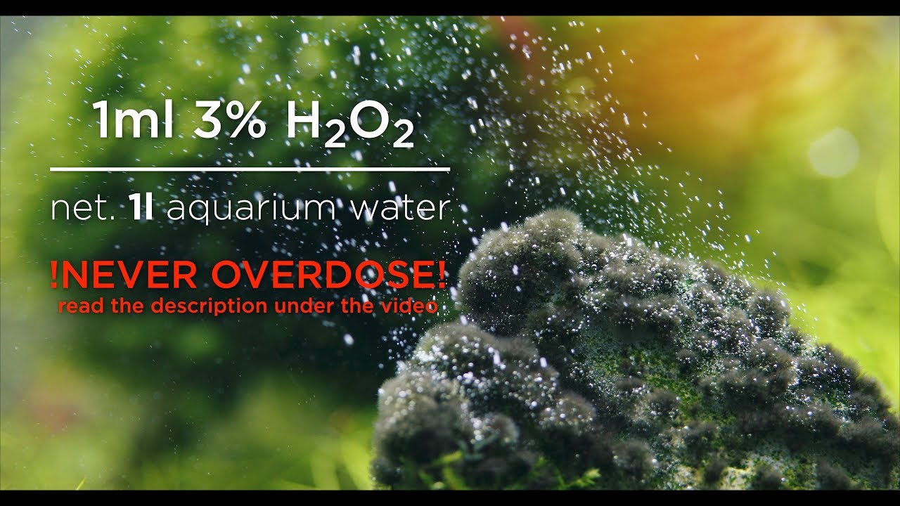 My life is a BATTLEFIELD - efficient solution AGAINST ALGAE