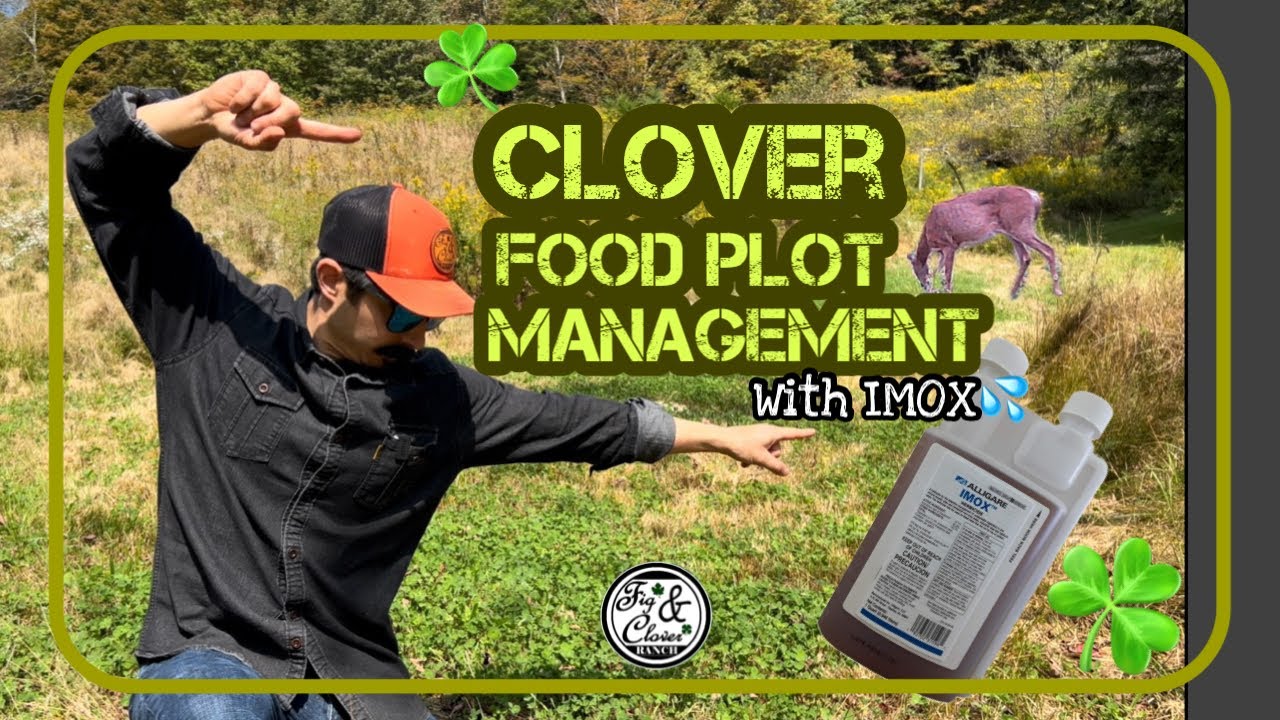 Clover Food Plot for Deer -Results of Weed MGMT w/ IMOX Herbicide💦☘️ #foodplots #Clover #DeerHunting
