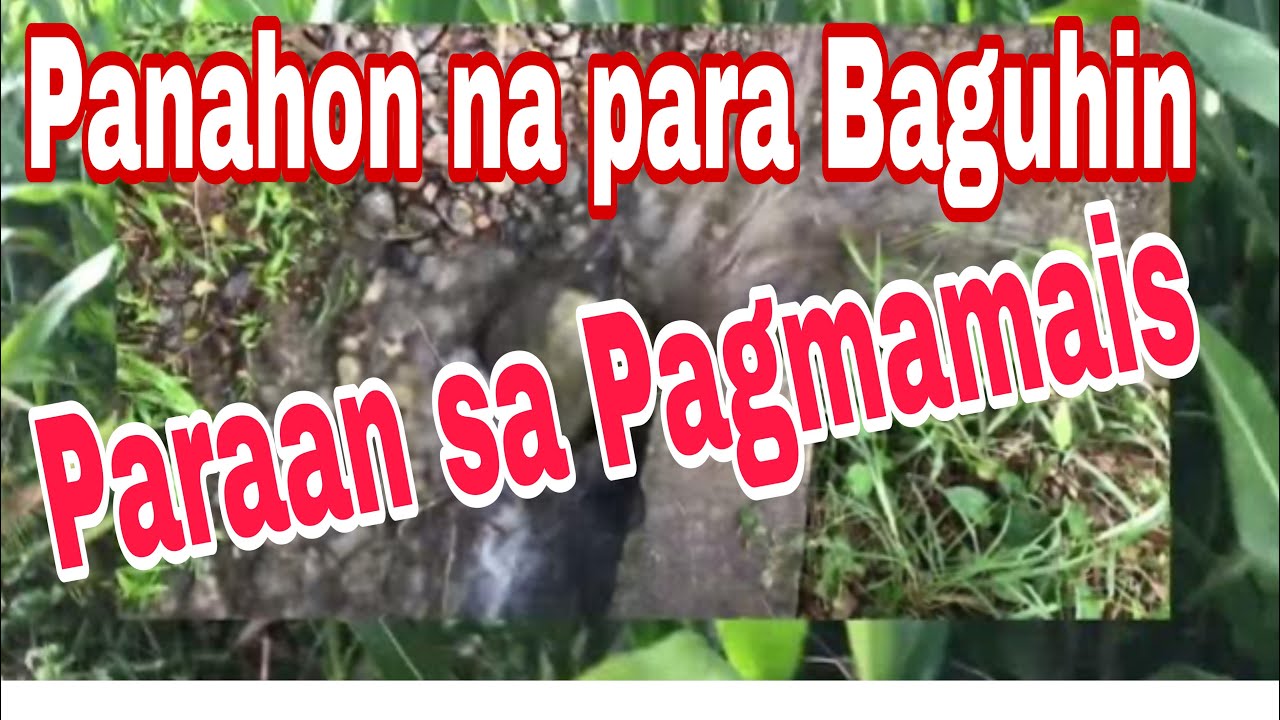 Ano ba Dapat Gawin Para Malalaki ang Mais