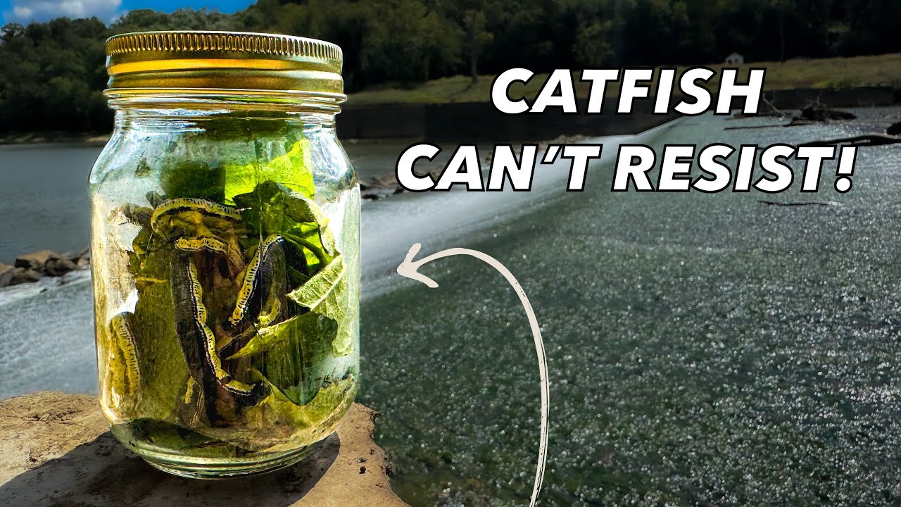 This Old Forgotten Bait Catches Truck Loads Of Catfish {Catch Clean Cook}
