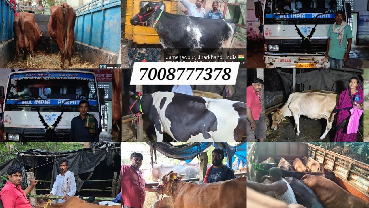 କାମଧେନୁ ଯୋଜନାରେ କିଭଳି ପାଇ ପାରିବେ ଗାଈ ଏବଂ ମଇଁଷି, kamdhenu yojana. 7008777378 #kamdhenuyojana #MKY 