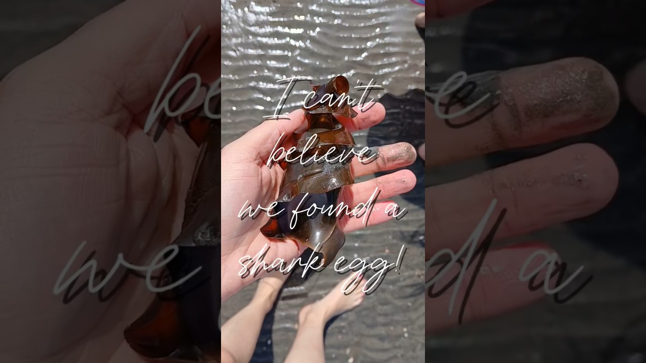 👉 Quick Trip to Mission Bay&hellip; Look What We Found 🌊 #treasurehunting  #beach #beachvibes