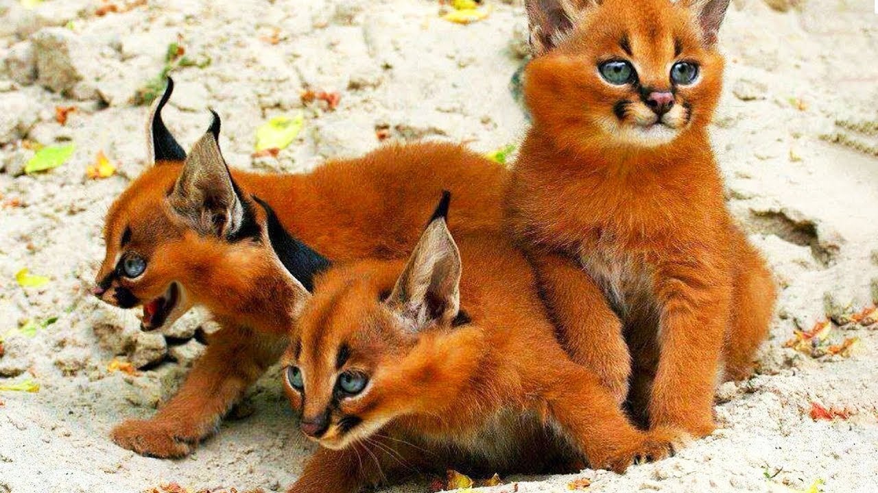 10 самых редких пород кошек