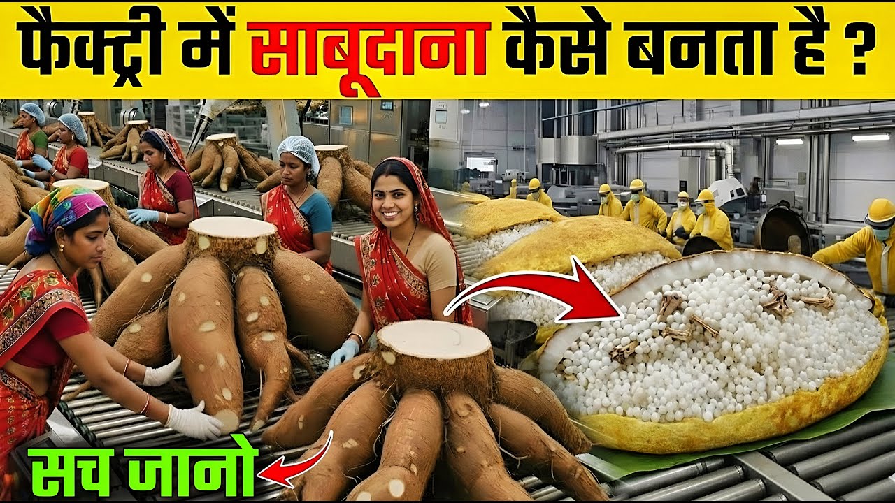 फैक्ट्री में साबूदाना कैसे बनता है ? | Sabudana Making Process Video | Sabudana Ki Factory