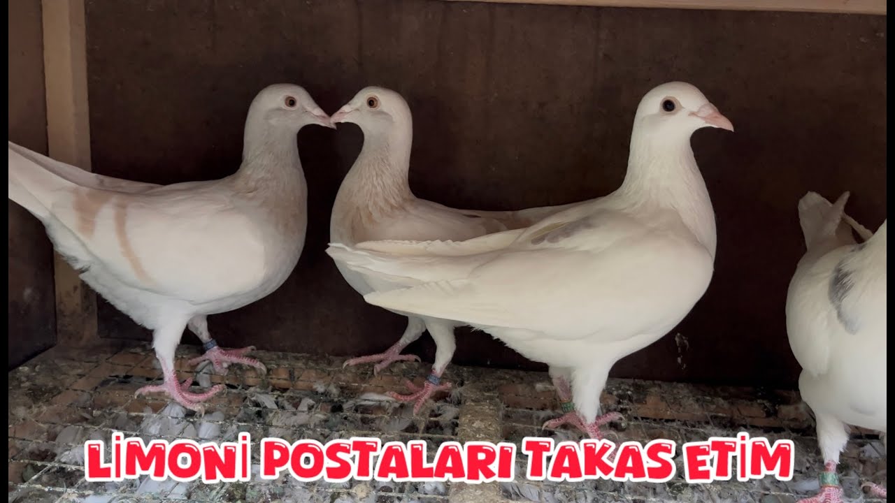 LİMONİ POSTARI TAKAS EDİYORUM ( KAÇAN ŞAFRAYI YAKALADIM MI )