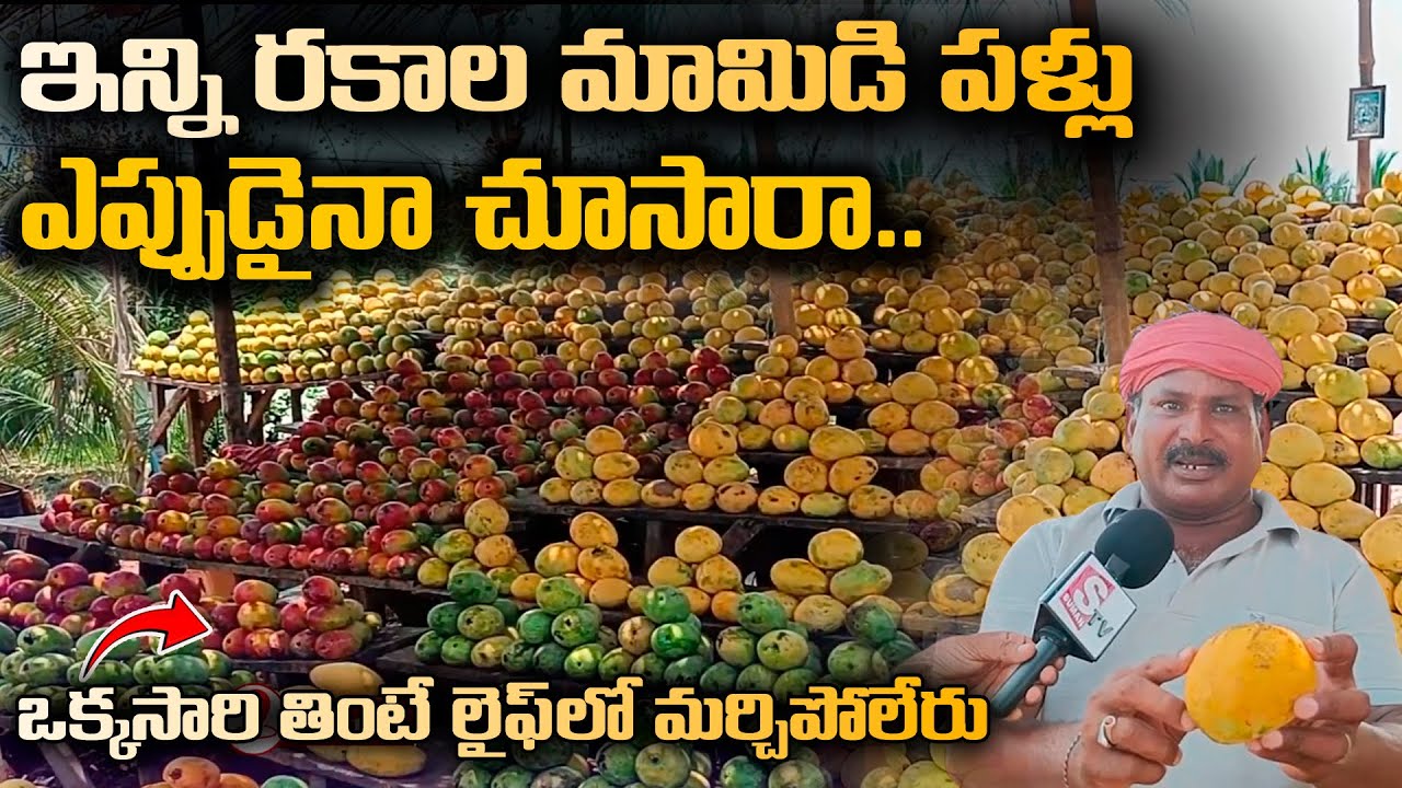 మామిడి లో ఎన్ని రకాలు ఉన్నాయో మీకు తెలుసా || Varieties of Mangoes in India | @sumantvlive