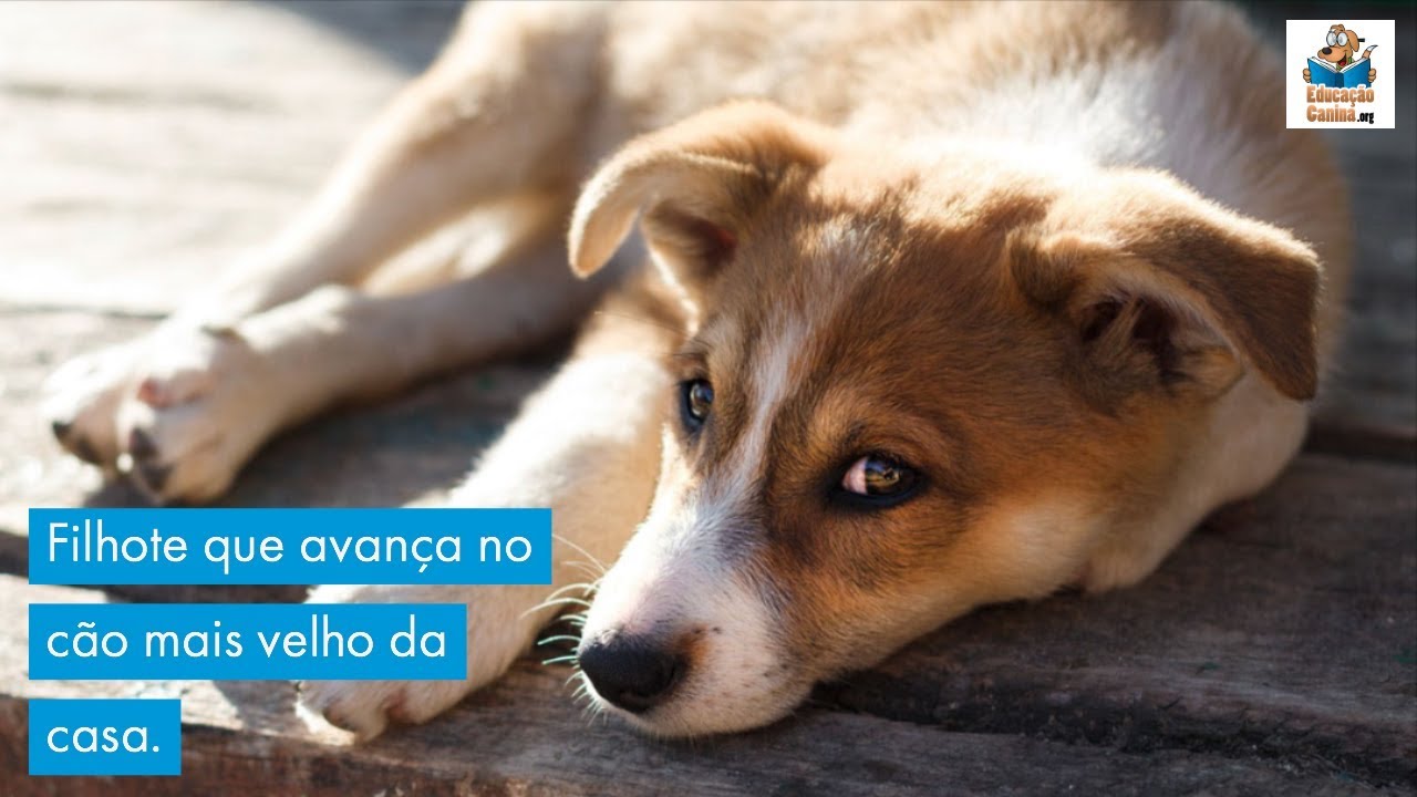 Filhote que avança no cachorro mais velho da casa.