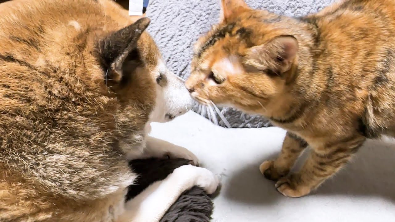 柴犬に甘えたくて鳴きだした猫が柴犬に甘えだすとこうなります…(笑)