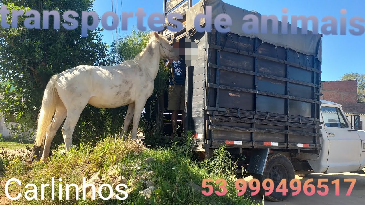 GM d10 carroceria boiadeiro. o cavalo fugiu kkkkk