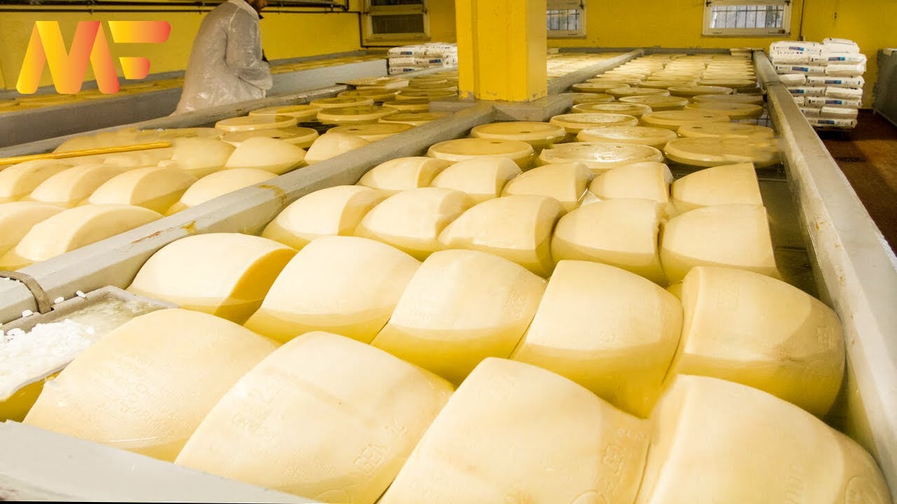 How To Farming Italian Water Buffaloes | Parmesan & Mozzarella Cheese Making Factory | Modern Farm78