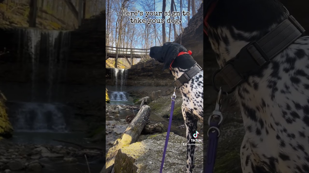 Hiking w/ Dogs | Double K German Shorthaired Pointers #birddog #dog #hikingwithdogs #dog